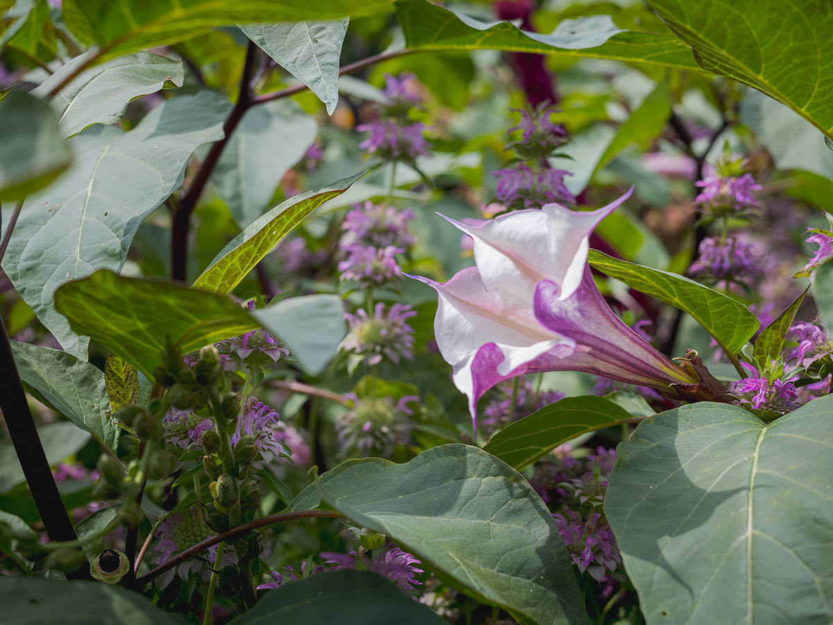 A tulip-shaped white flower with purple flowers surrounding it.