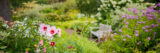 a path in the Perennial Garden with light pink hibiscus flowers in bloom on the left and a bench in the foreground surrounded by purple and white flowers