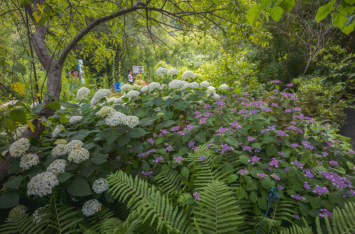 People explore a shady garden full of white and purple flowers