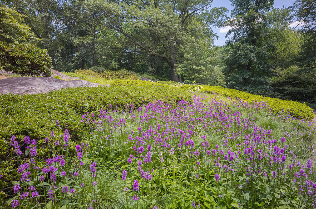 Purple flowers bloom in abundance in a sunny meadow