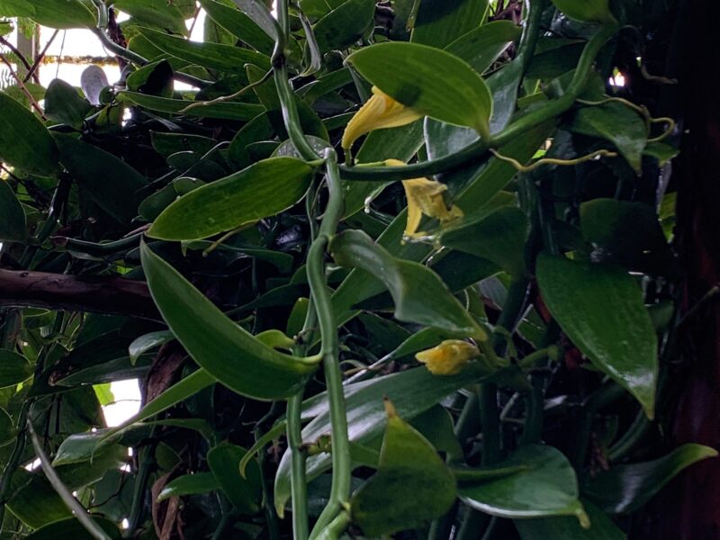 Bright yellow flowers bloom among vining green foliage