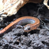 A small brown and orange salamander moves among soil