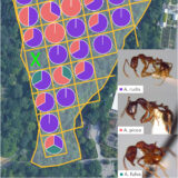 A scientific map depicting the distribution of ant species in a city