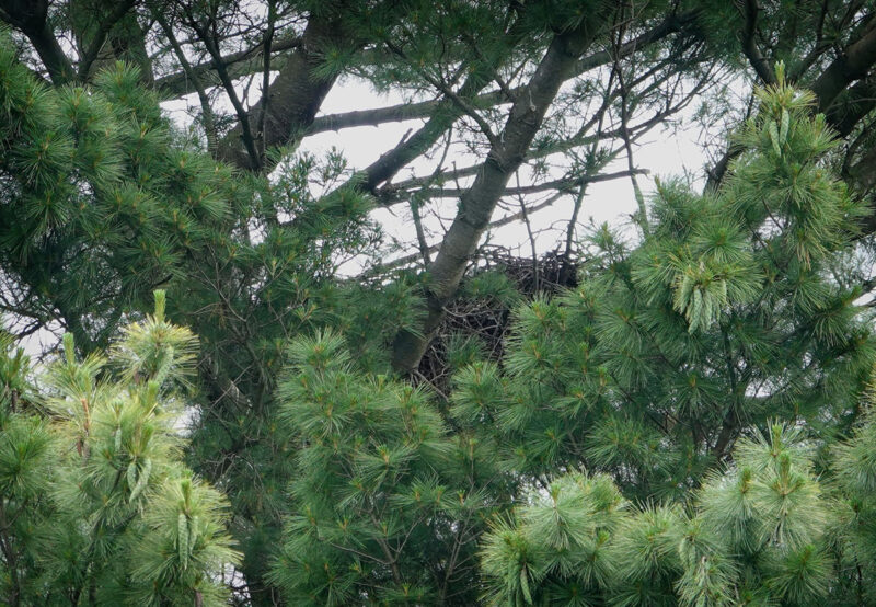 A distant view of a large bird's nest tucked between the winding branches of a tall tree