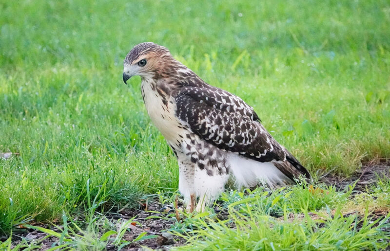 A brown and white bird of pray walks on a bright green lawn