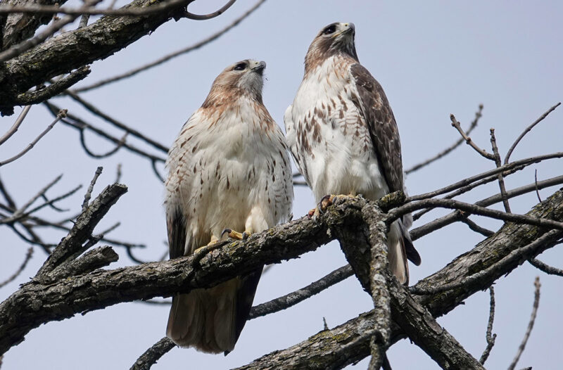 Two brown and white birds of prey perch on bare branches under a blue sky
