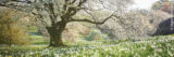 A field of white spring flowers blooming beneath the branches of a flowering tree on a sunny day