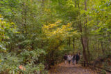 A group of people walking in a forest in early autumn