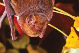 A bat hanging upside down