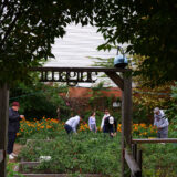 People work among vegetable beds in a green community garden