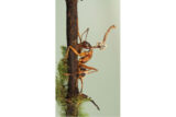 A reddish ant clings to a brown plant stem, a mushroom fruiting body emerging from its head