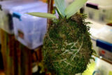 A plant in a mossy green sphere