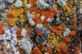 Tree bark with orange and white lichen covering it