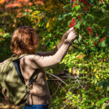 A person in a brown shirt wearing a backpack harvests red berries