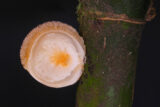 Fuzzy white fungus emerges in a round formation from a scale insect attached to green bamboo