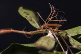 An insect corpse sits among green foliage, branch-like mushrooms sprouting from its body