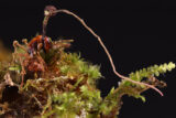 An insect corpse sits among green foliage, a mushroom sprouting from its body