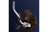 A large purple fruiting body of a fungus emerges from a dead spider