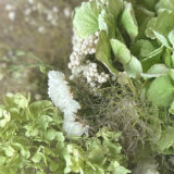 Green hydrangea flowers photographed up close