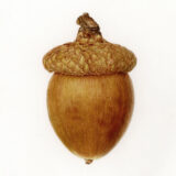 An illustration of an acorn in brown