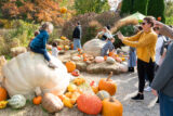 a child poses for a picture sitting on a large white pumpkin surrounded by smaller orange and green pumpkins