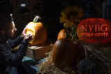 at night, a person carving a face into a pumpkin under a light with another pumpkin aglow with 'NYBG Spooky Nights' carved into it