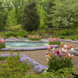 A blue garden fountain surrounded by pink and white tulip flowers