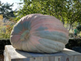 an orange and green giant pumpkin of 2021 on top of a wooden box