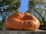 the giant pumpkin of 2021 on a wooden crate in the sunshine