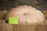 giant light orange pumpkin on top of hay bales