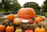 giant orange pumpkin with New York Botanical Garden carved into it with smaller orange pumpkins next to it