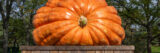 A giant orange pumpkin on a wooden platform