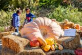 two people admire a giant pumpkin surrounded by bales of hay and smaller pumpkins