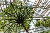 A green vining plant has been woven into an umbrella shape