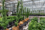 A selection of green potted plants growing in a sunny greenhouse