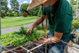 A person in a green shirt and brimmed straw hat works with a vining green plant outdoors