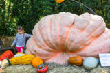 a small child stands next to a giant orange pumpkin with little orange pumpkins in front