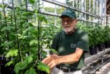 A person in a green hat and shirt clips a potted green plant