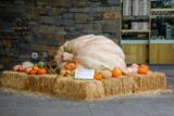 a large white pumpkin sits on top of hay bales surrounded by smaller orange pumpkins