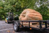 a giant orange and green pumpkin on a flatbed pulled by a tractor
