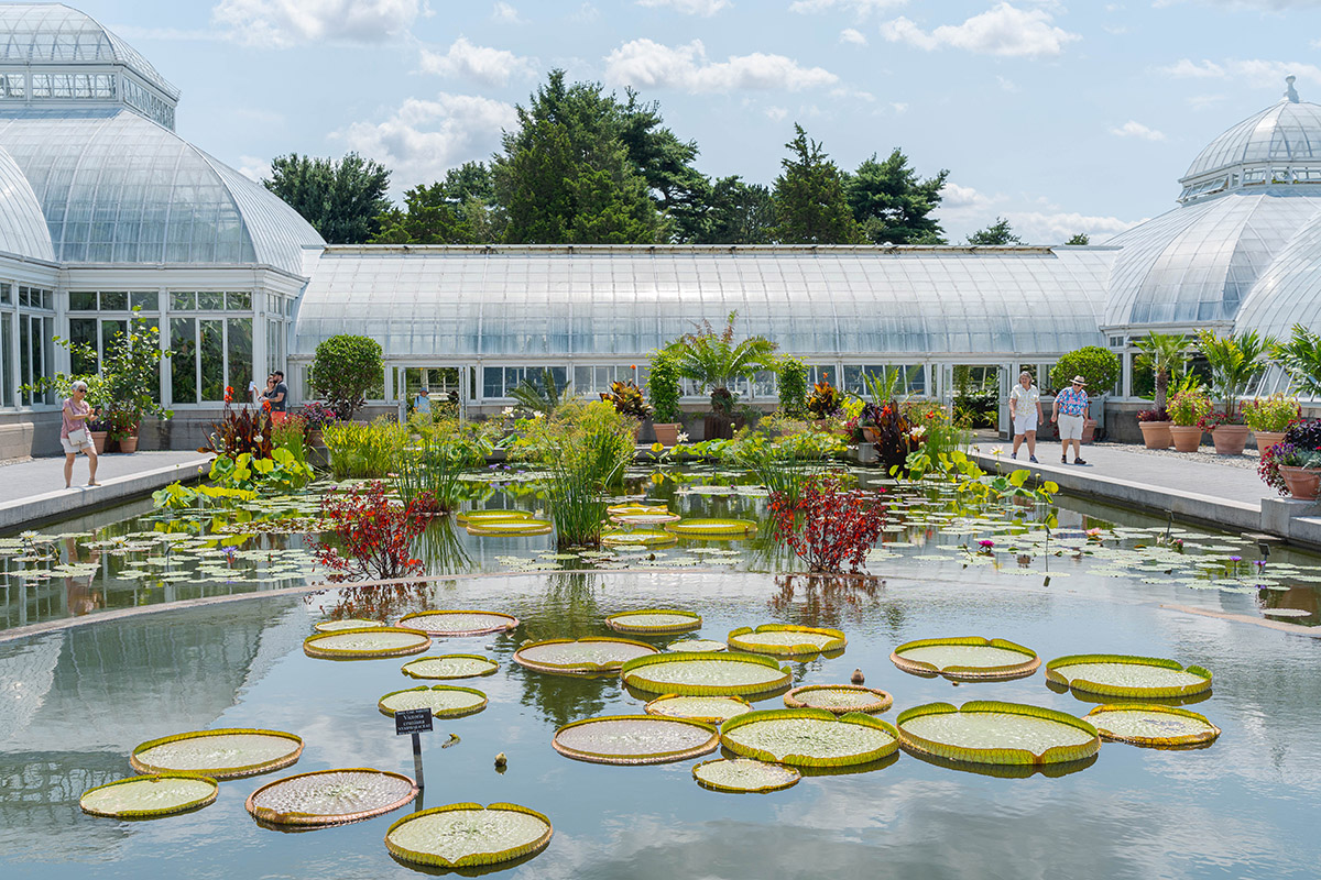 Bright green circular water lily pads fill a large pond in front of a white conservatory