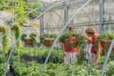 A group of three people in red and white clothing examine hanging plants in a nursery