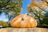 a giant pumpkin on display on a crate