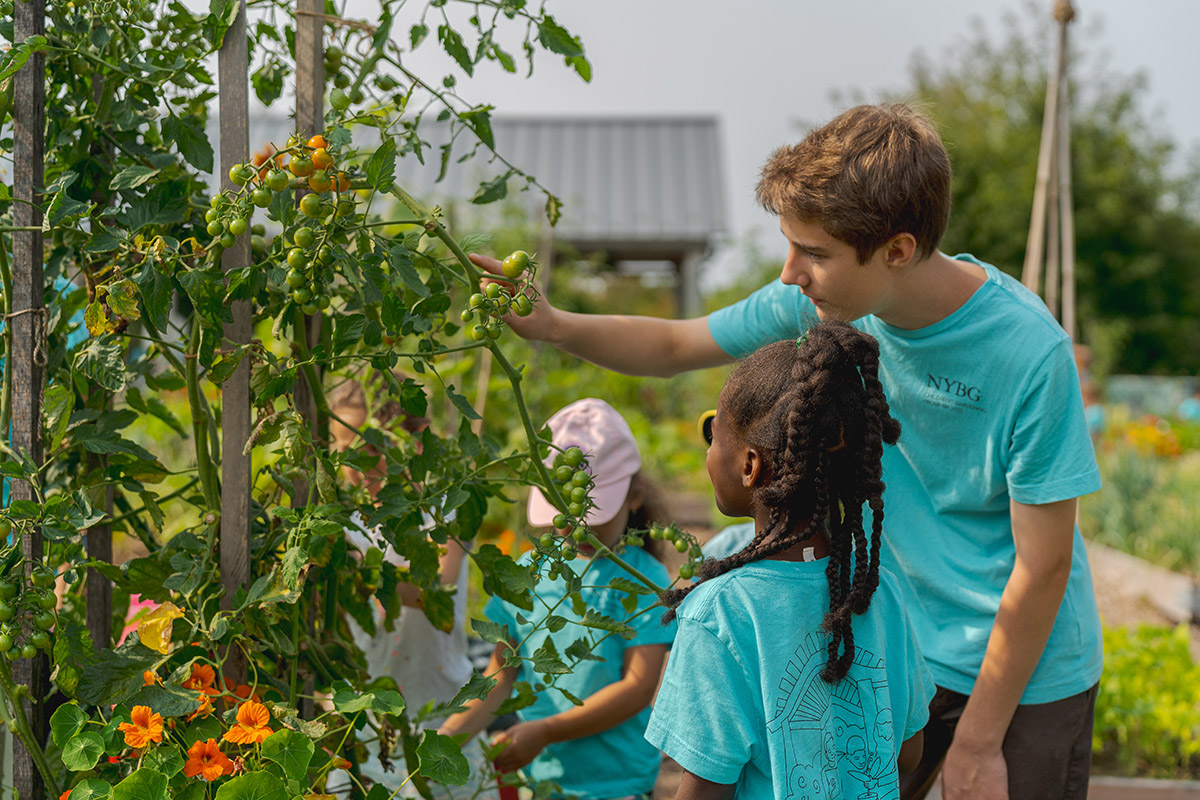 An adult and child wearing matching blue shirts talk as they examine a tomato plant full of green leaves and ripening fruit.