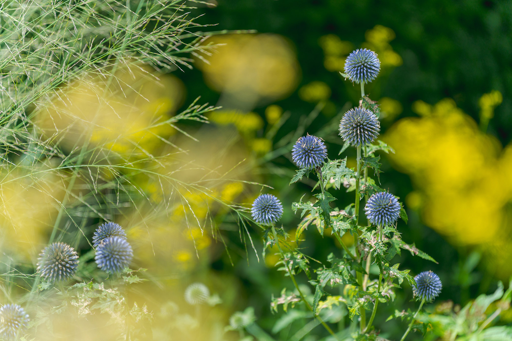 Blue flowers in spherical shapes bloom in the summer greenery
