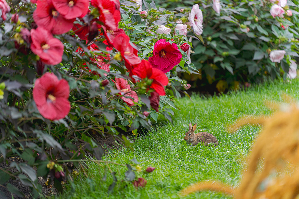 A small brown rabbit sits in green grass alongside a hedge of blooming red hibiscus flowers