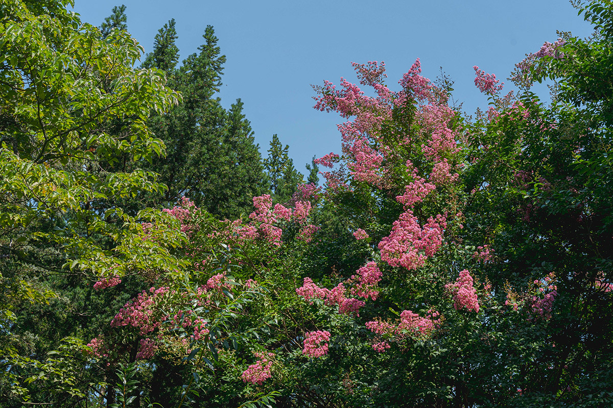 Bright pink flowers bloom along the branches of a green-leafed tree