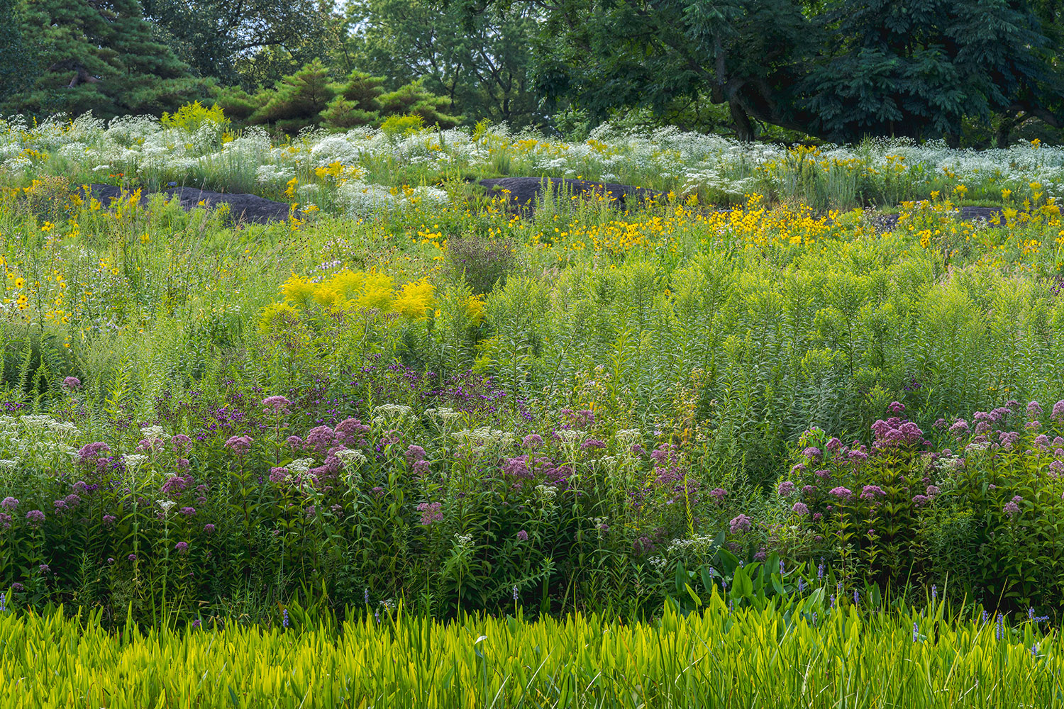 Purple and yellow wildflowers bloom in a summer meadow of green foliage