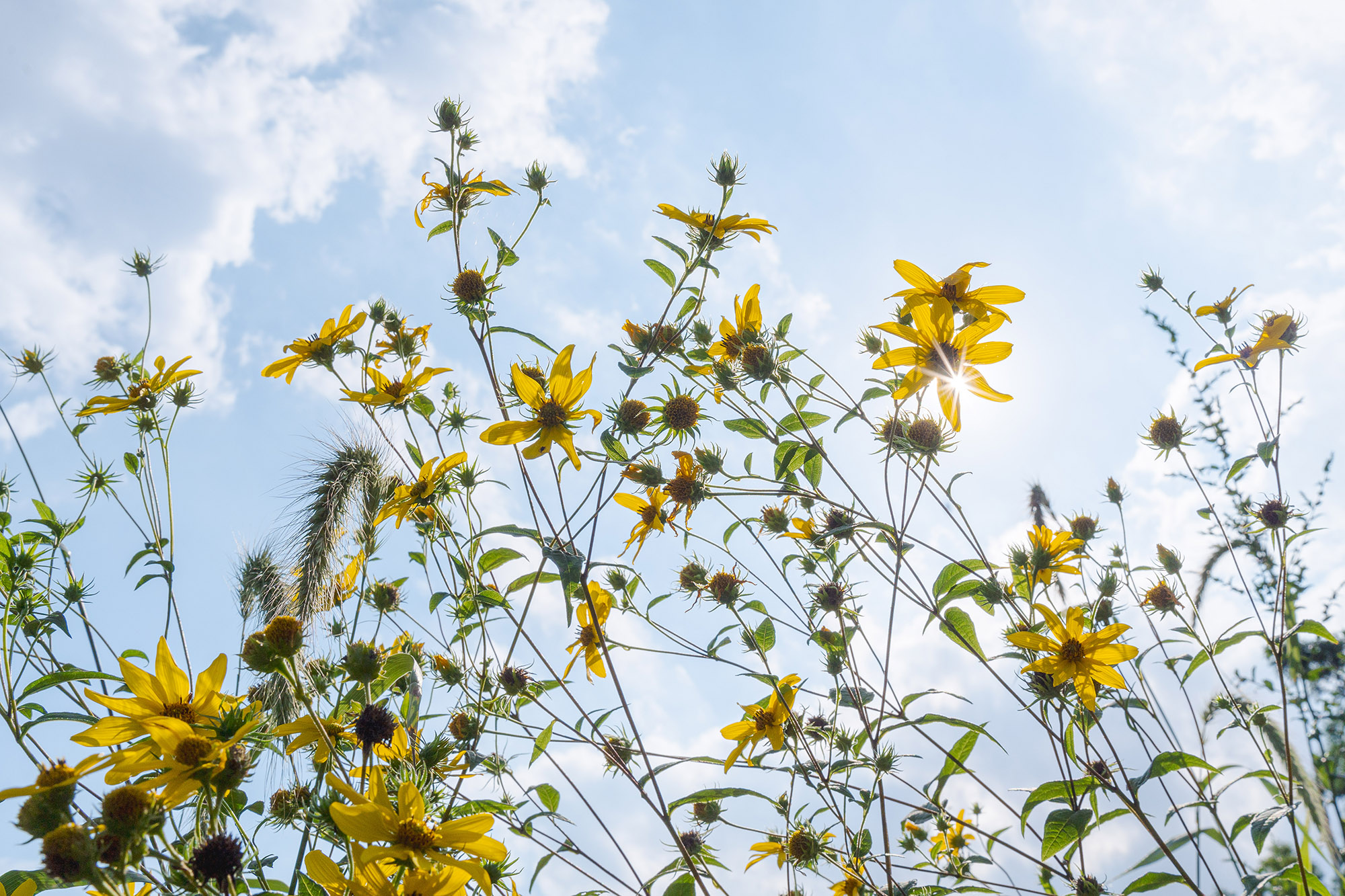 Yellow flowers with green foliage dot this view of the blue sky with white clouds