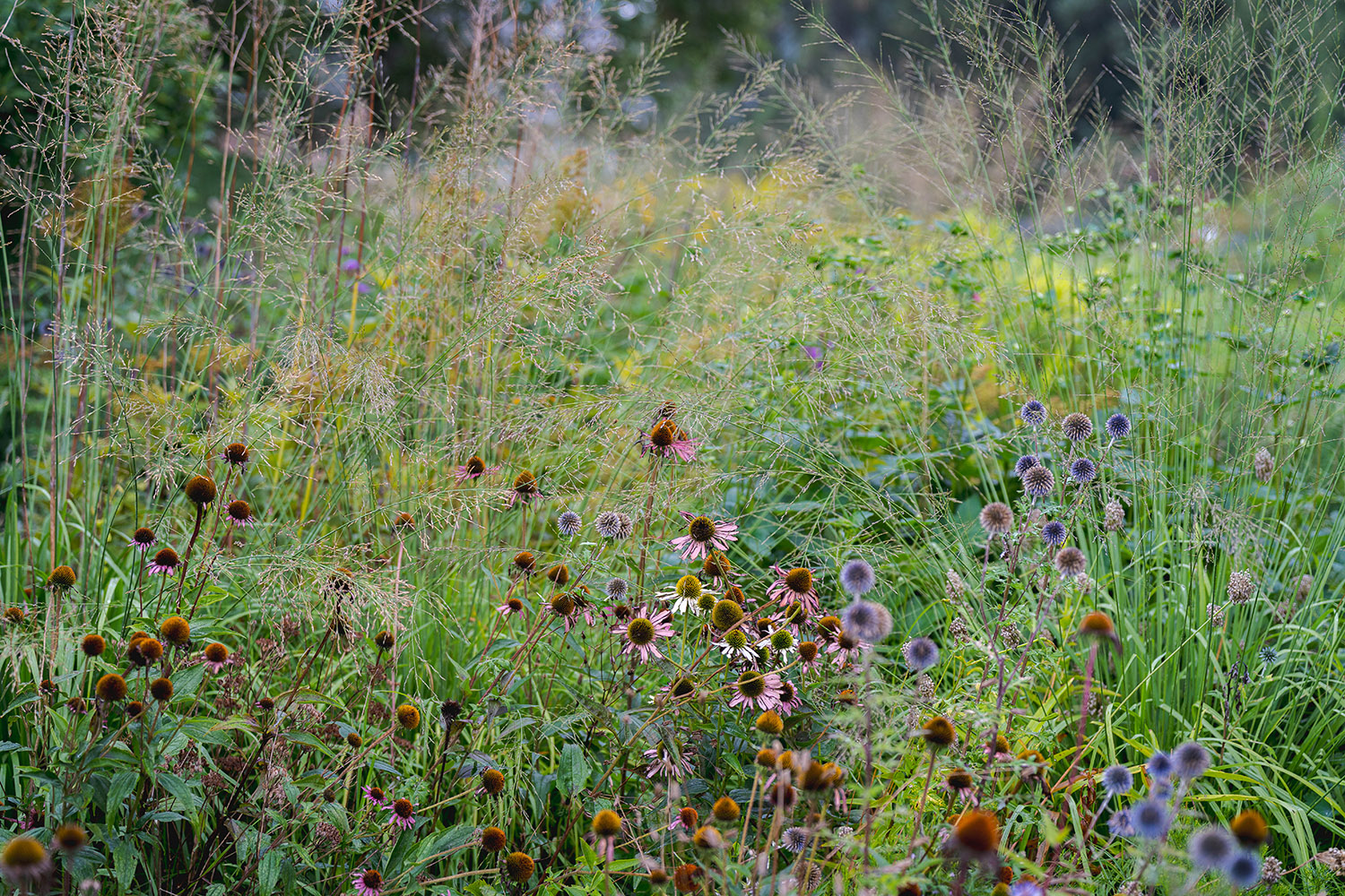 Pink and red flowers pop against a background of mingling green grasses